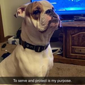 Meet your Posher, Chayce